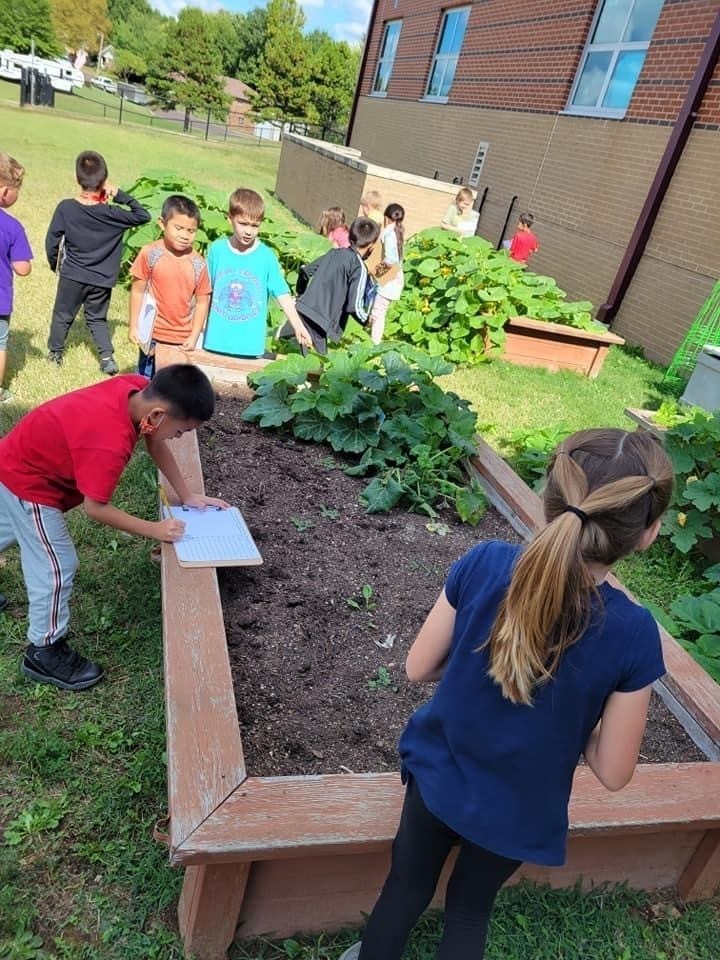 Students are observing pumpkins in the on campus pumpkin patch. 