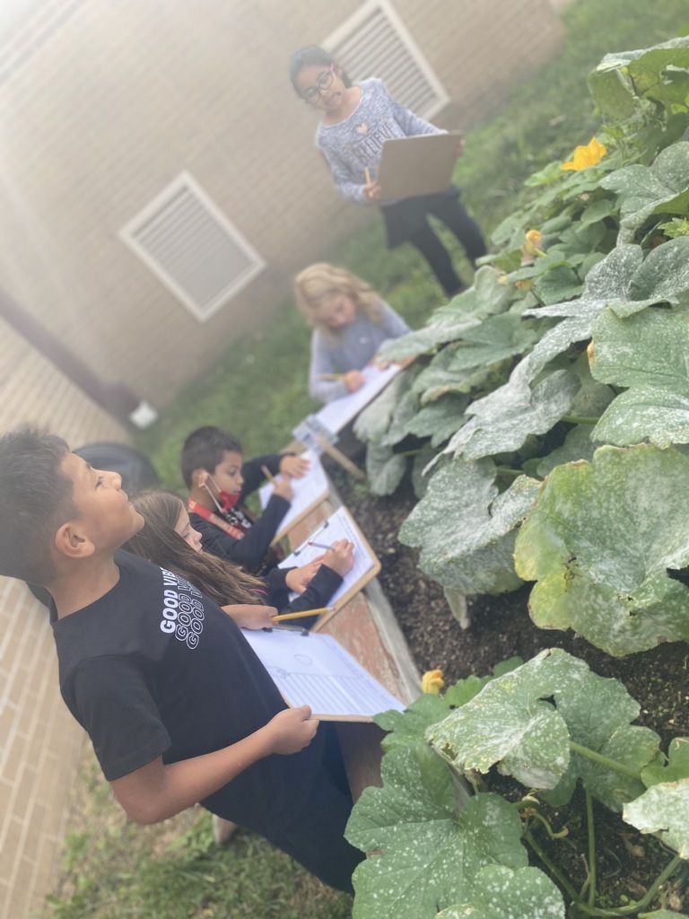 Students are observing the growth of pumpkins. 