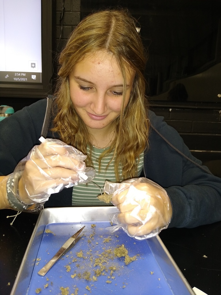 MMS Science class dissects owl pellets. 